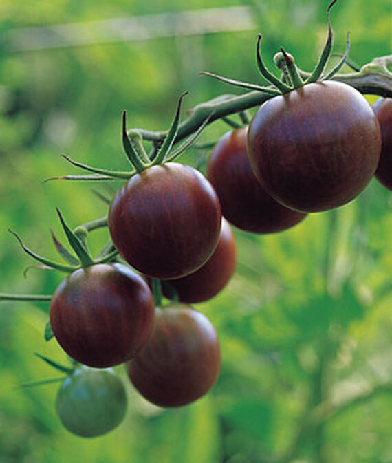 Tomato, Black Cherry